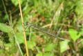 Lestes sponsa